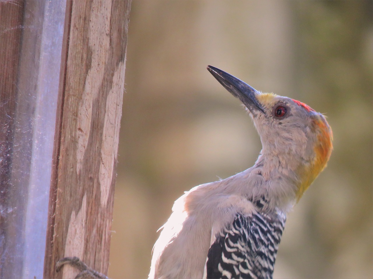 Image - bird woodpecker up close wildlife