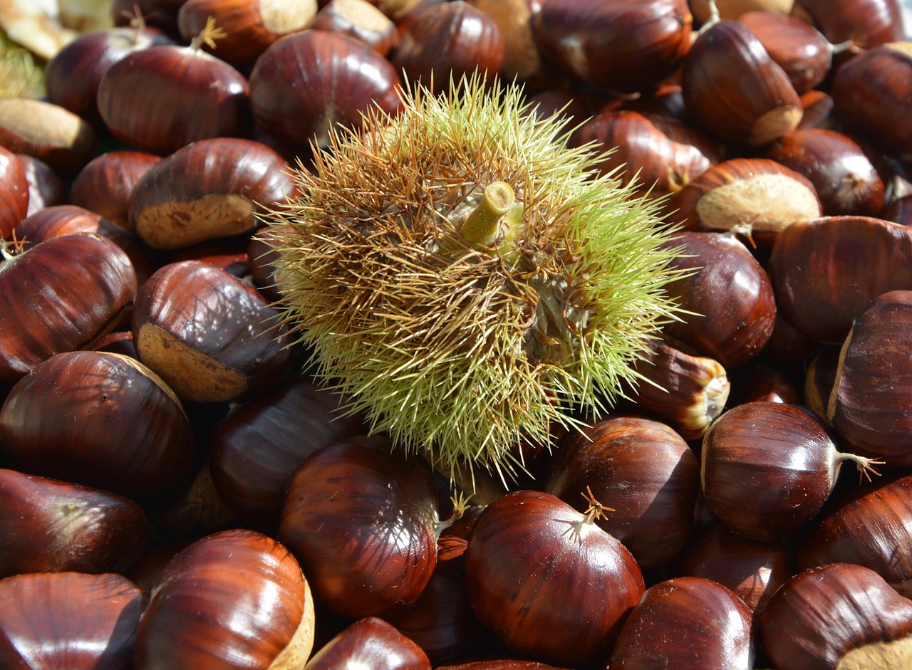 Image - chestnuts bug bug thorny