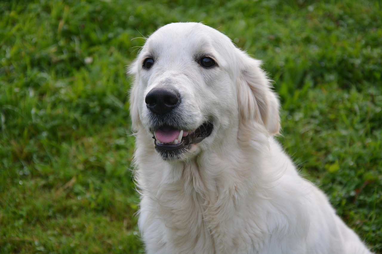 Image - dog dog golden retriever coat white