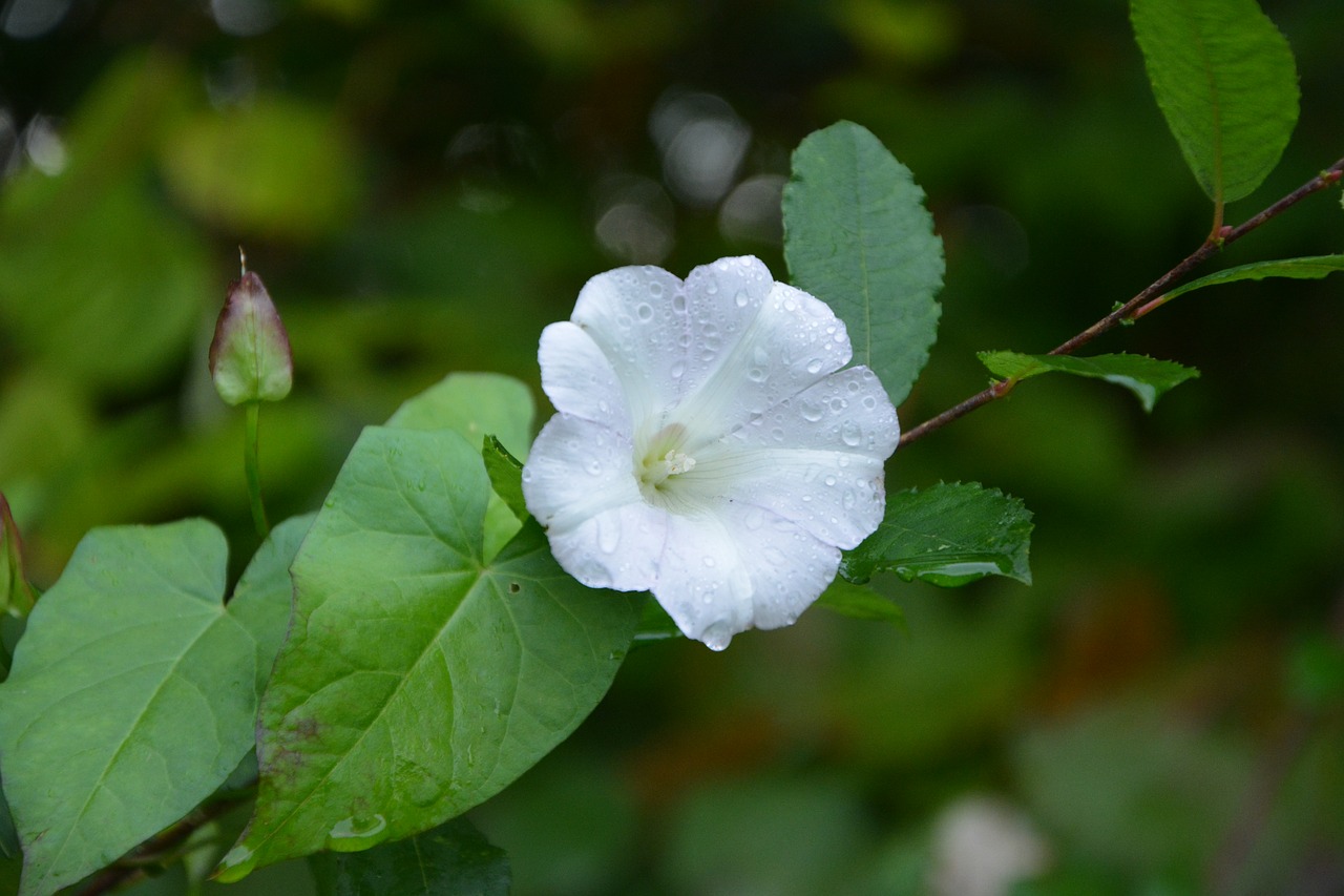 Image - flower white flower lisseron nature