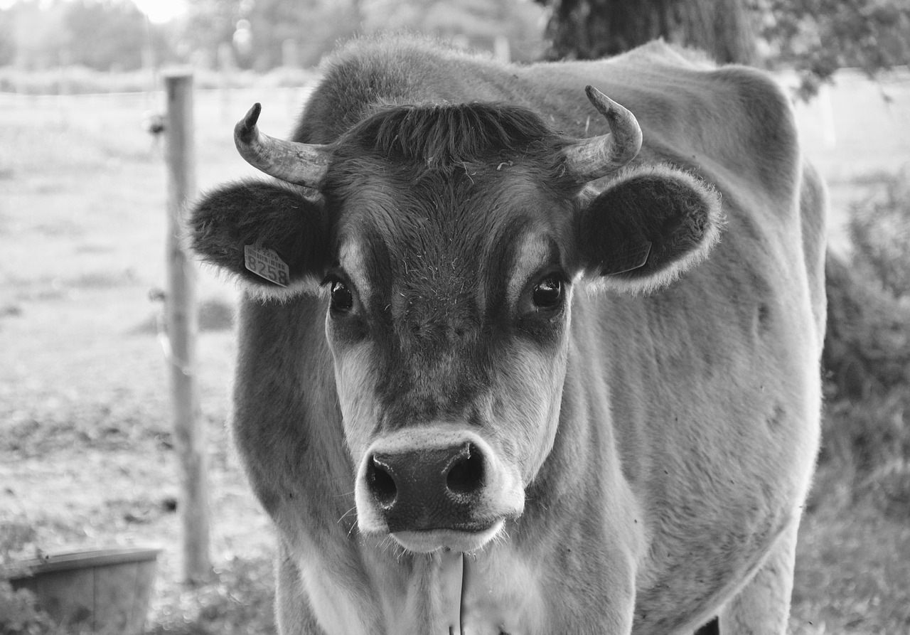 Image - cow photo black white nature