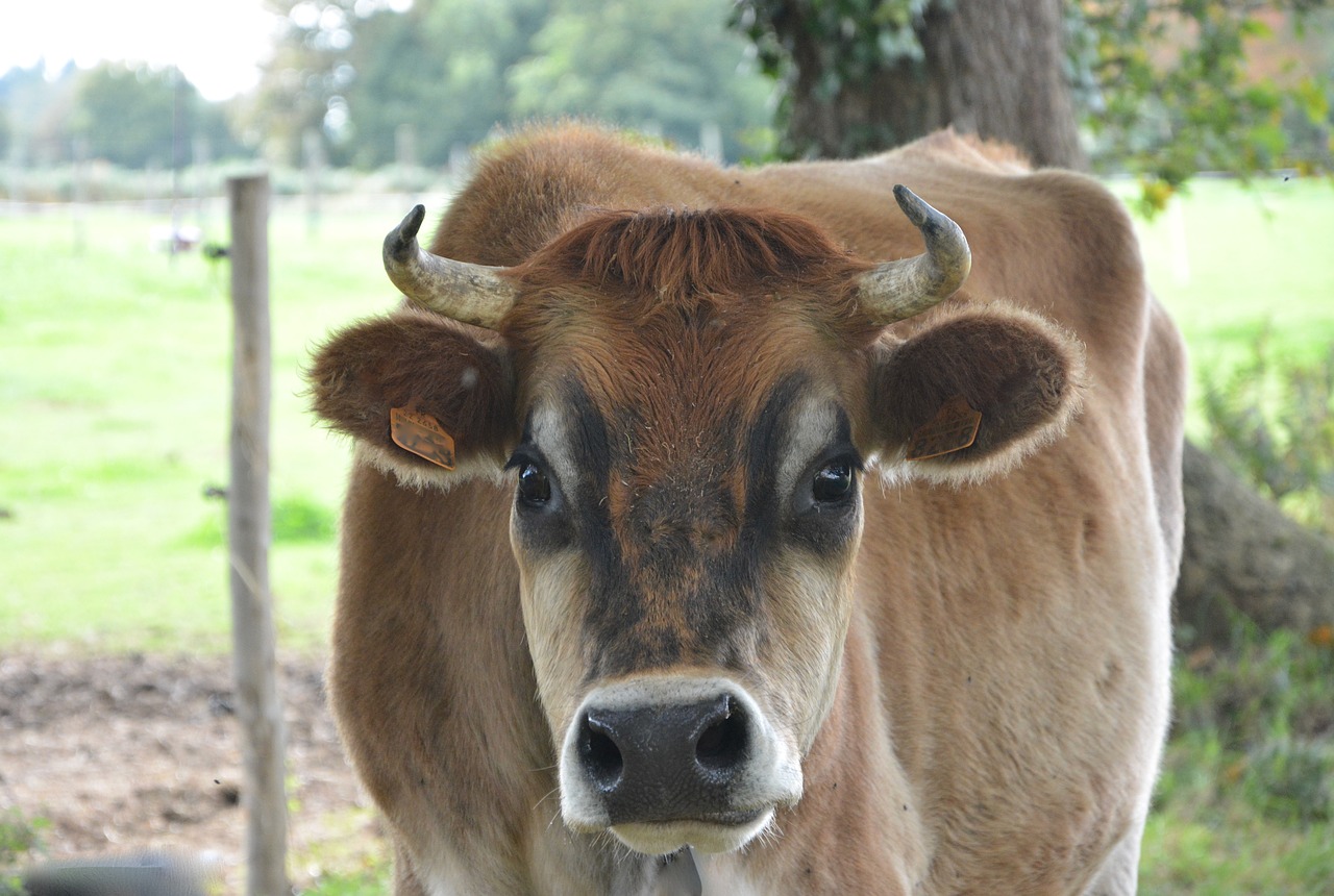 Image - cow portrait cow head cattle