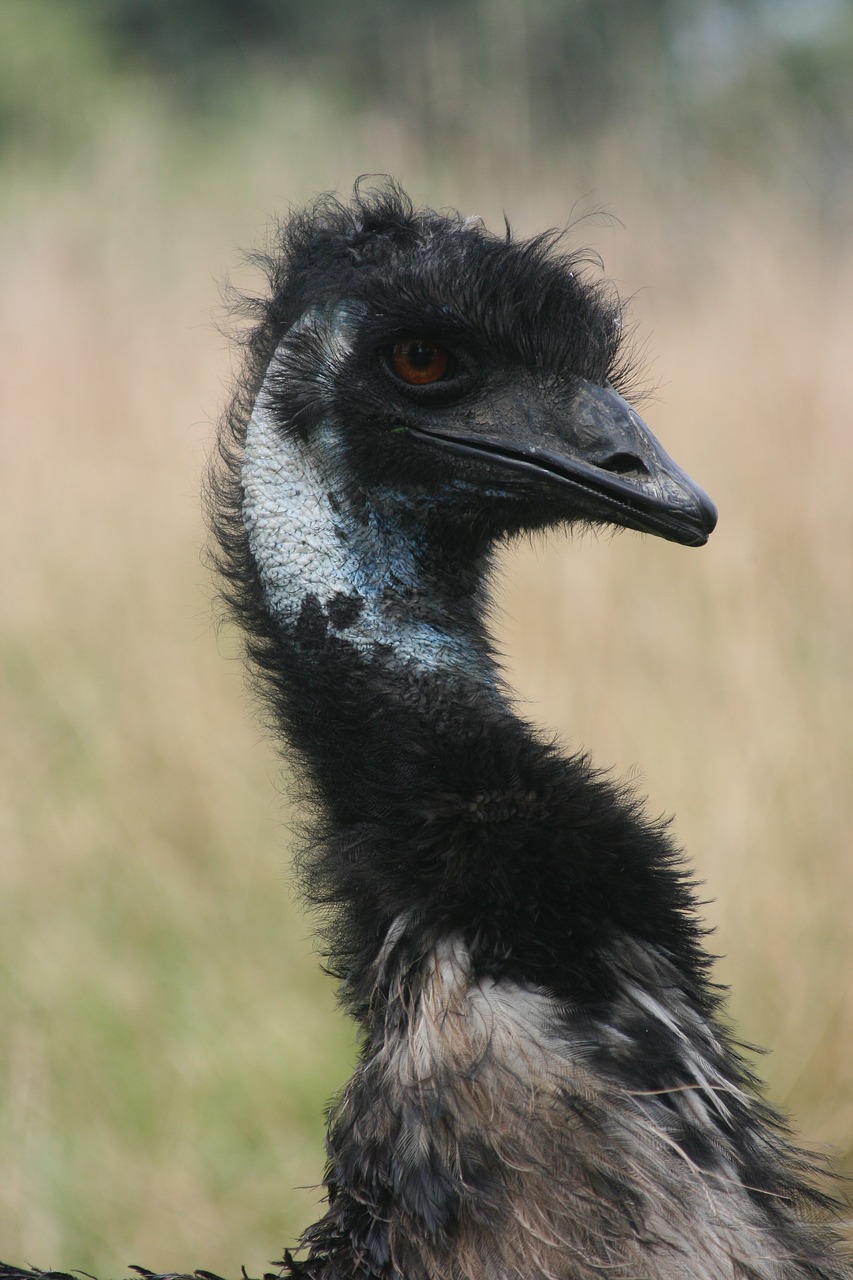 Image - bird ostrich wildlife neck head