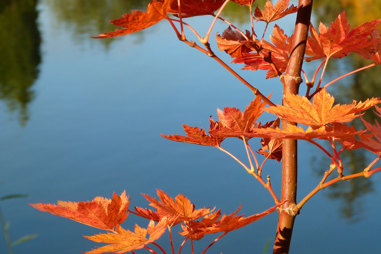 Image - leaves orange autumn fall water