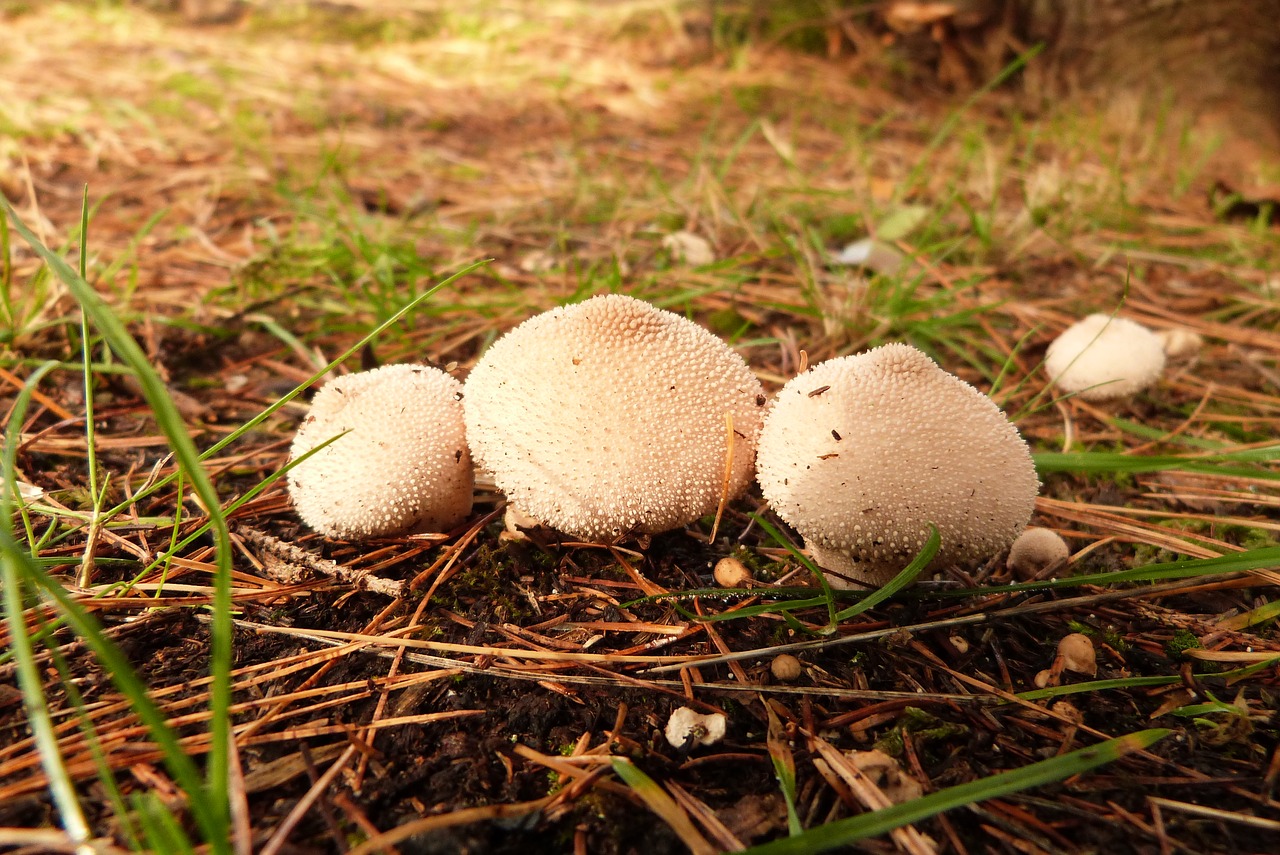 Image - mushrooms forest enchanted nature