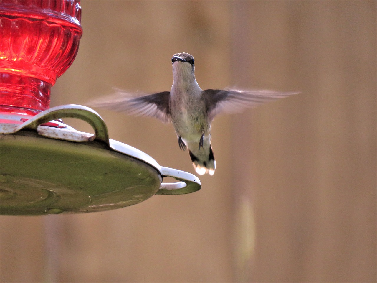 Image - bird bird in flight hummingbird