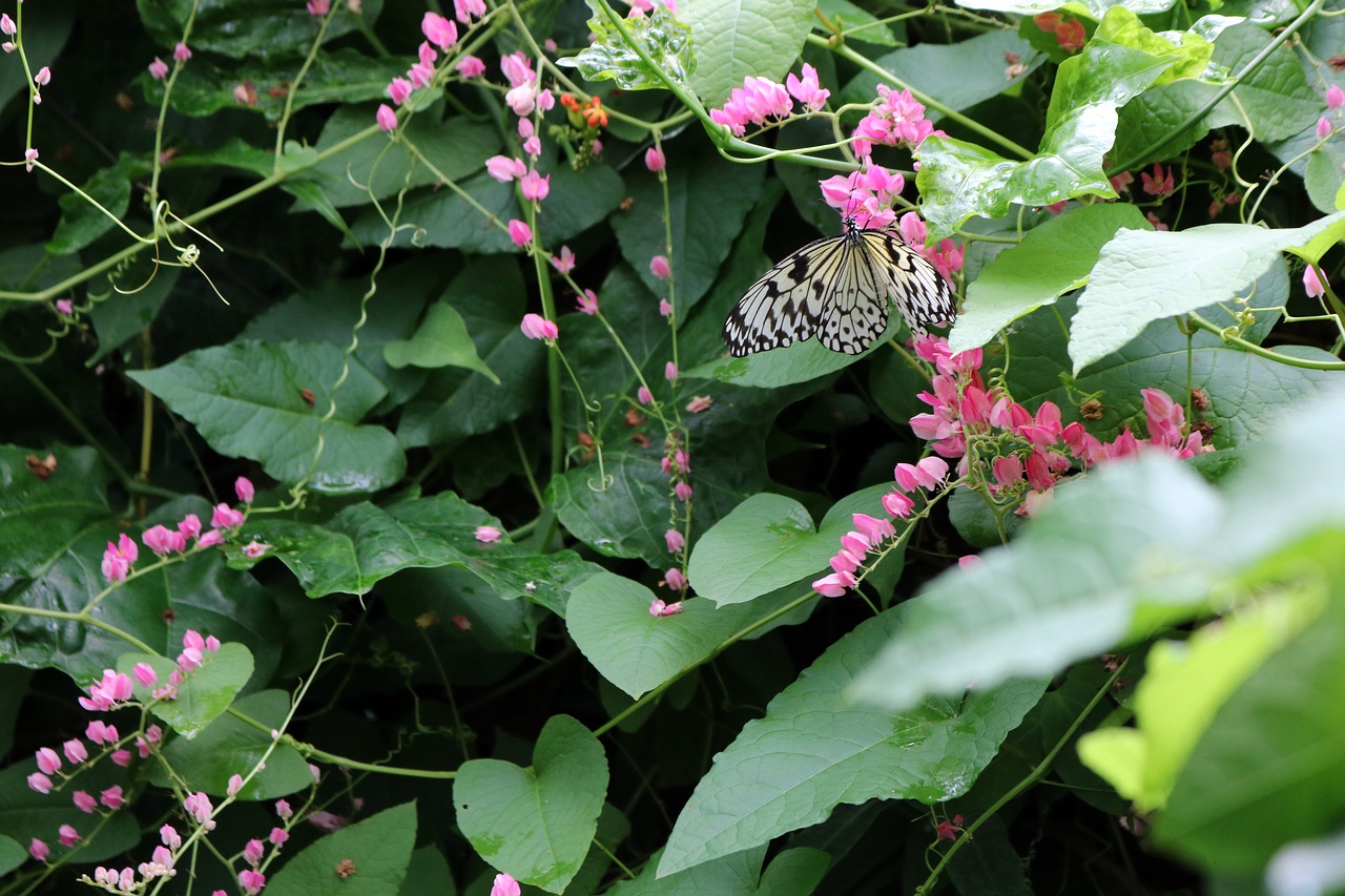 Image - butterfly white branch leaf leaves