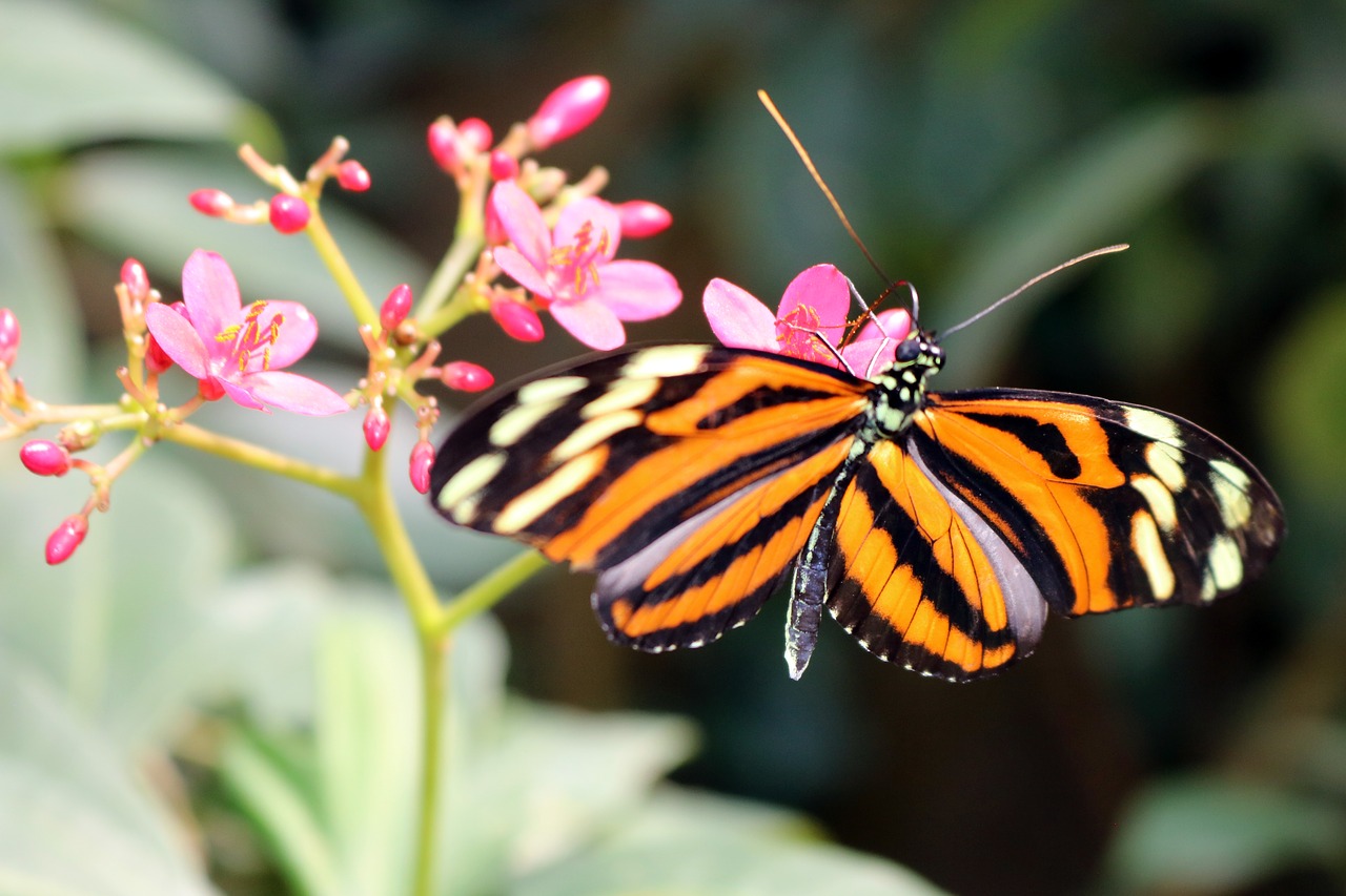 Image - butterfly yellow orange branch