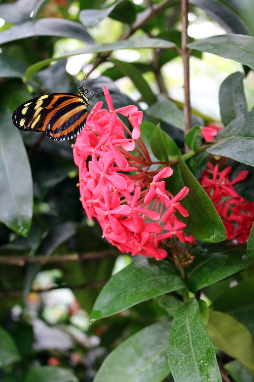 Image - butterfly yellow orange branch