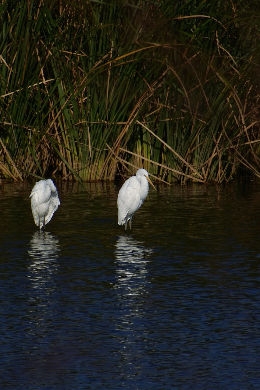 Image - animal river waterside wild birds