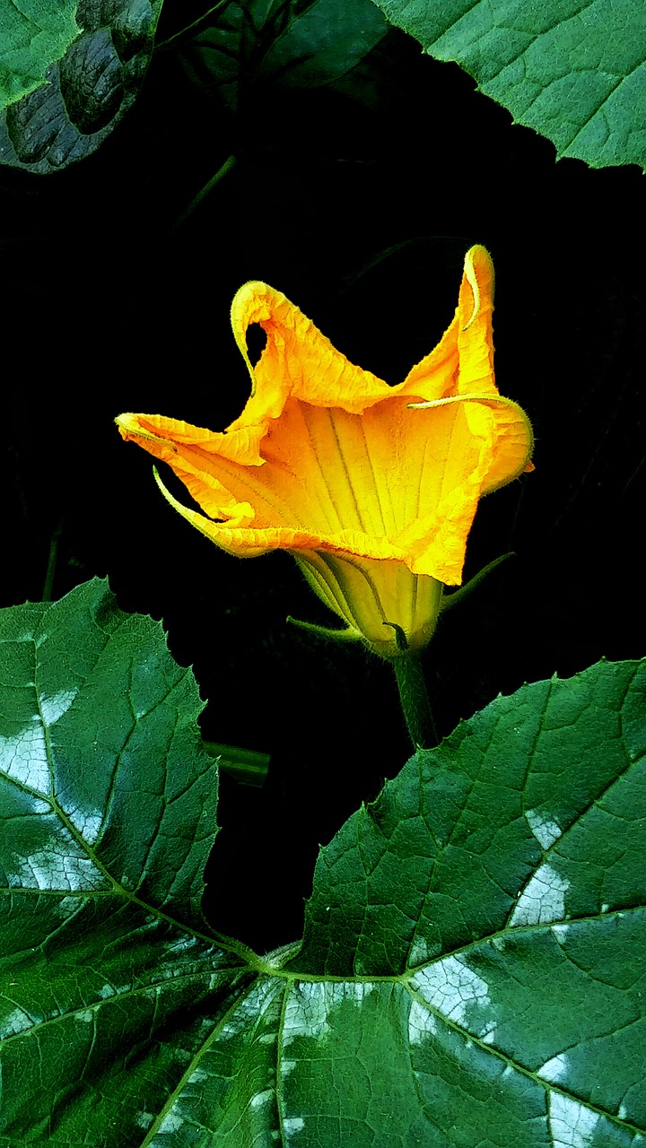 Image - gourd flower yellow green dark