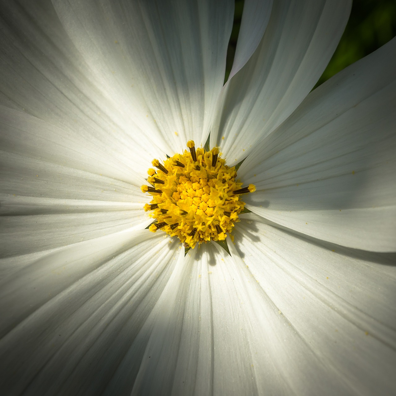 Image - cosmos autumn flowers petal plants