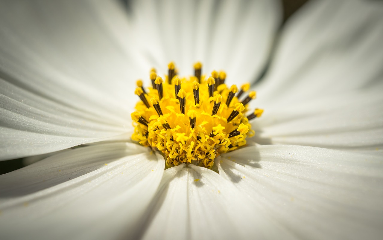 Image - cosmos autumn flowers petal plants