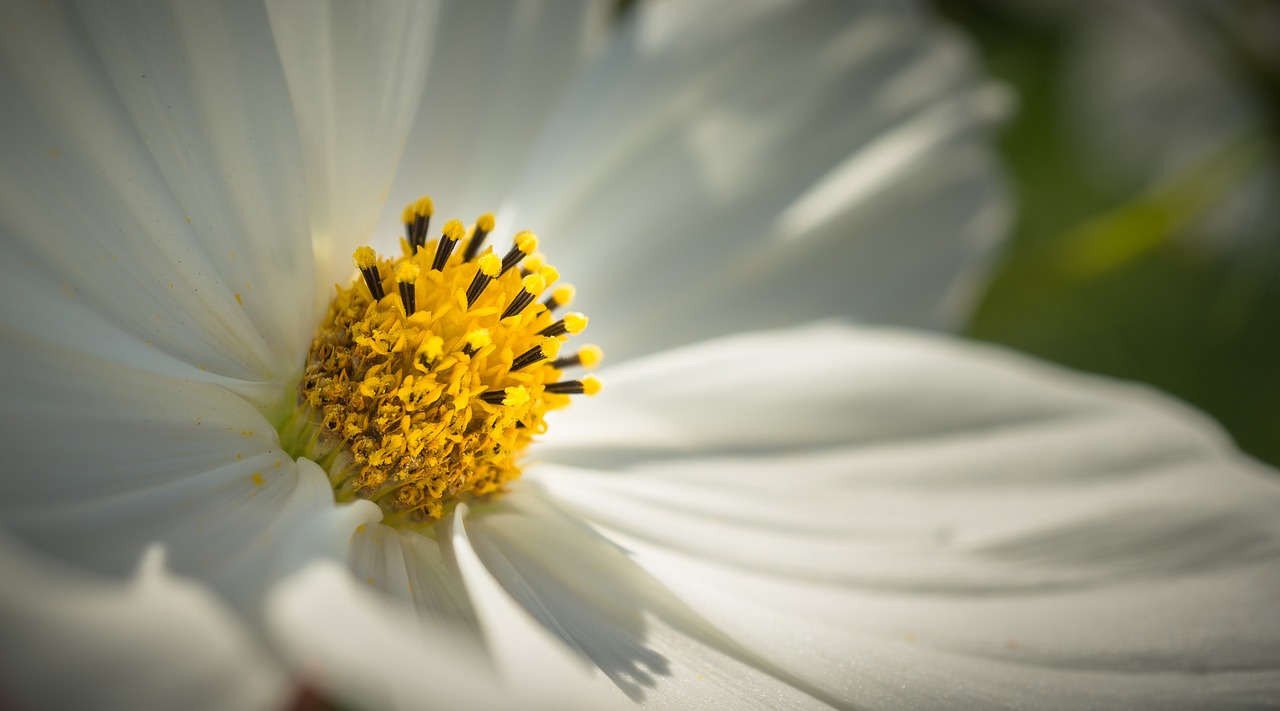 Image - cosmos autumn flowers petal plants