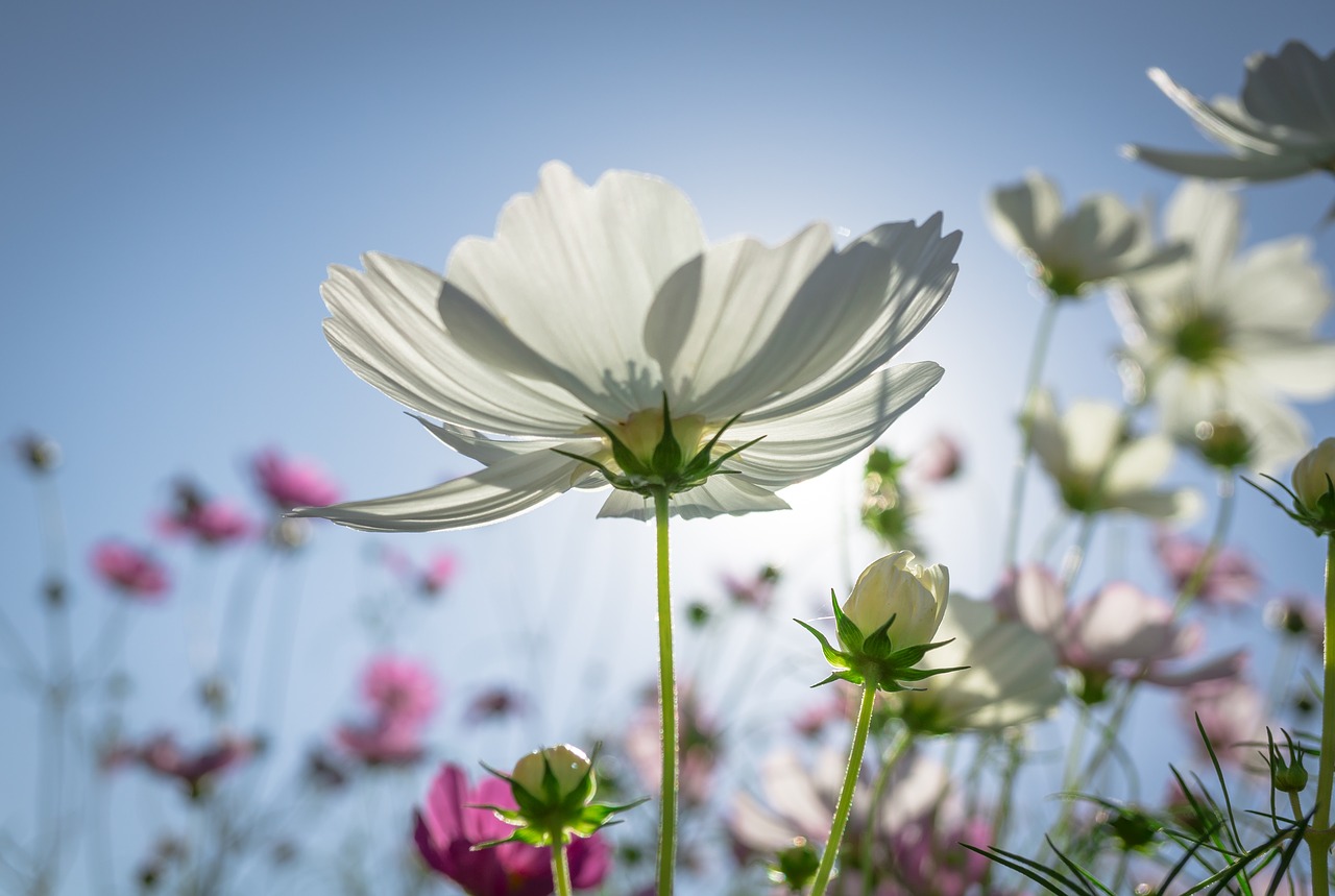 Image - cosmos autumn flowers plants