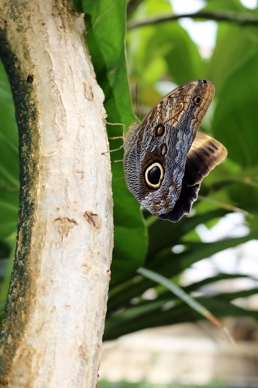 Image - black brown butterfly