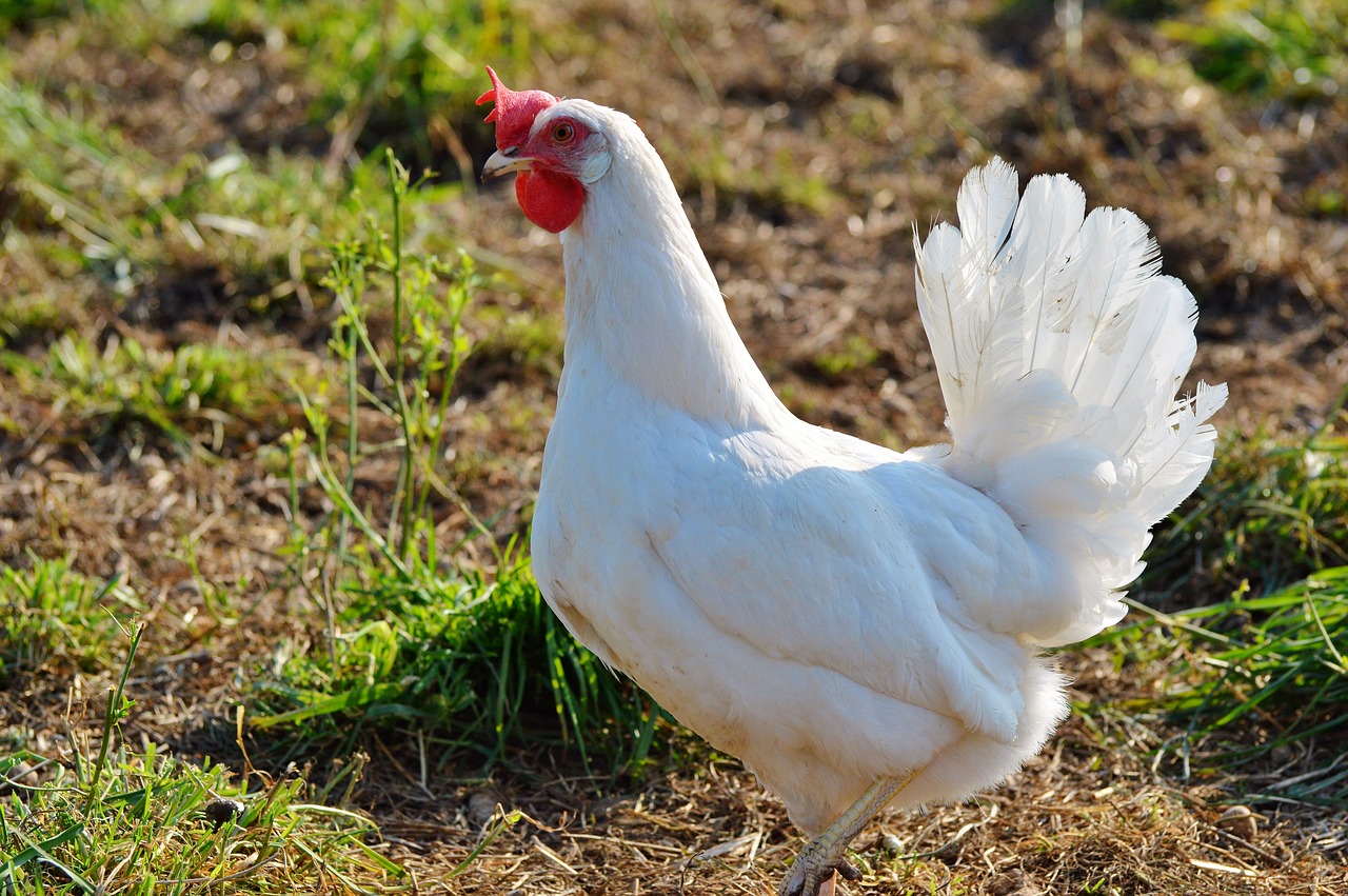 Image - chicken hen poultry free range