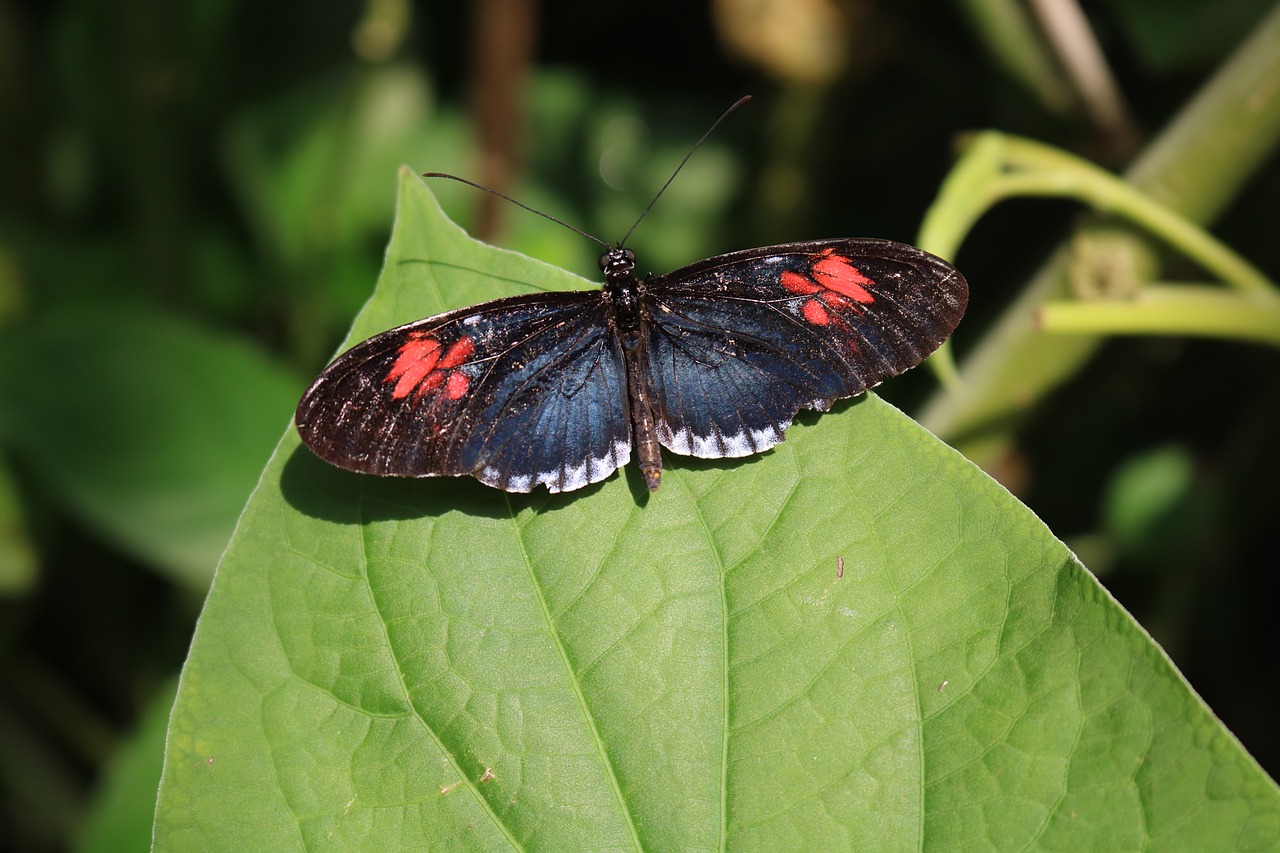 Image - black red blue butterfly insect