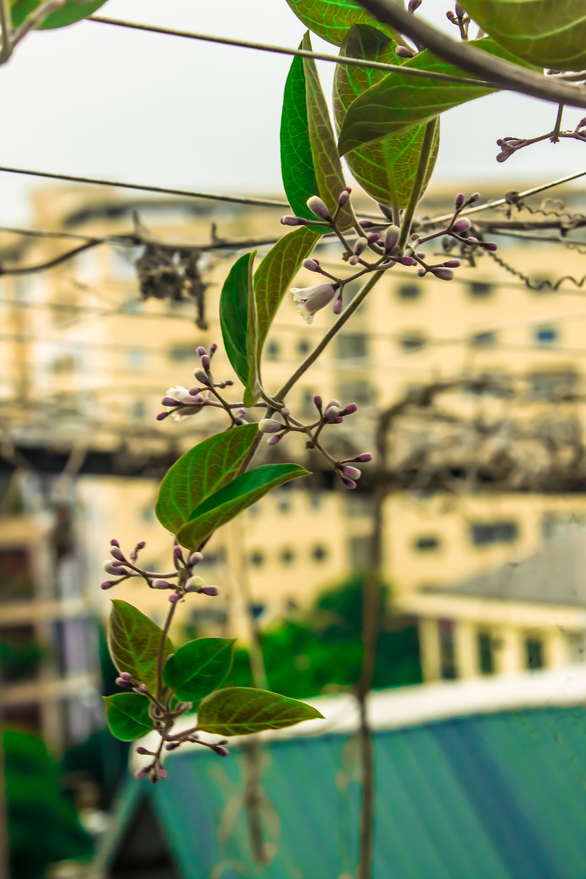 Image - flower the leaves green home marco