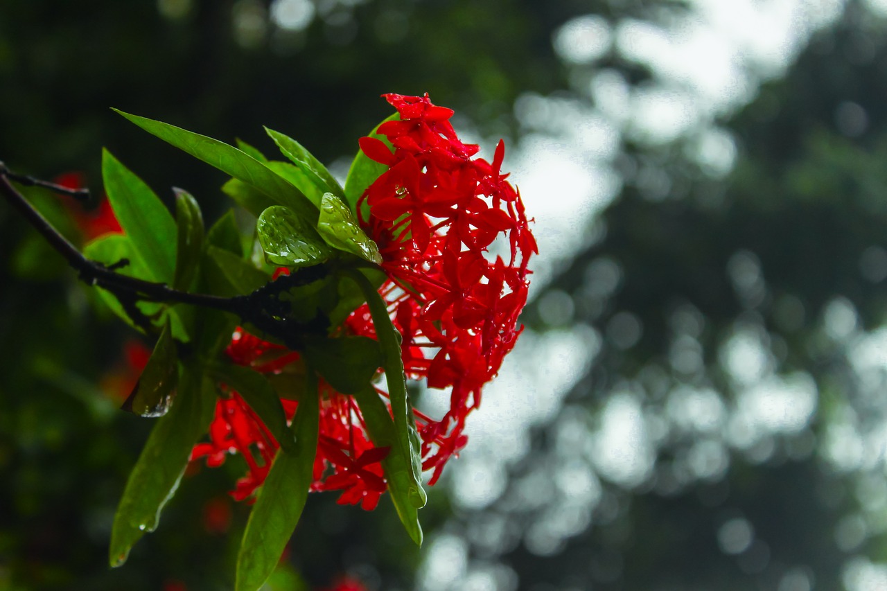 Image - red flower hydrangea bokeh