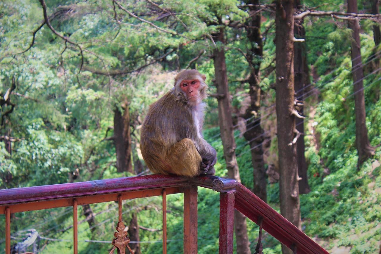 Image - monkey rhesus animal nature