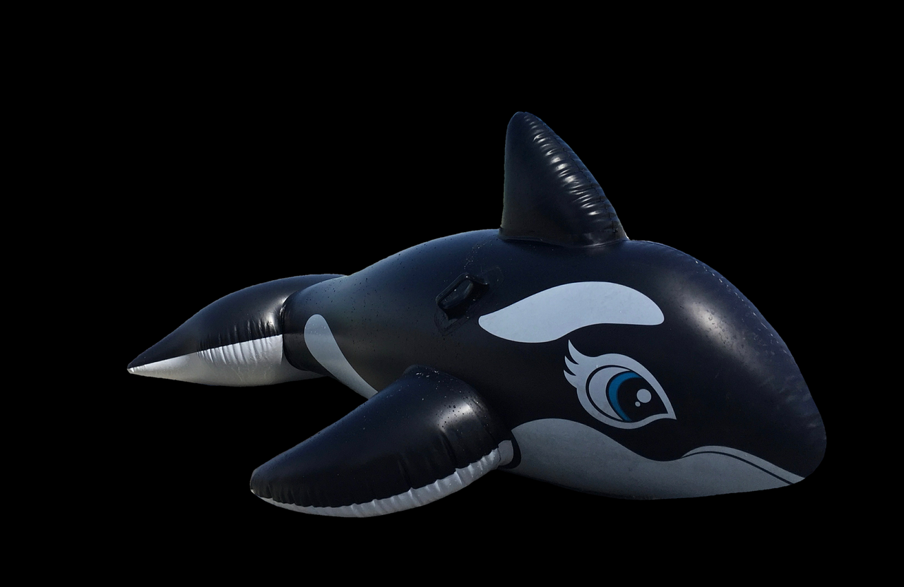 Image - wal killer orca marine mammals