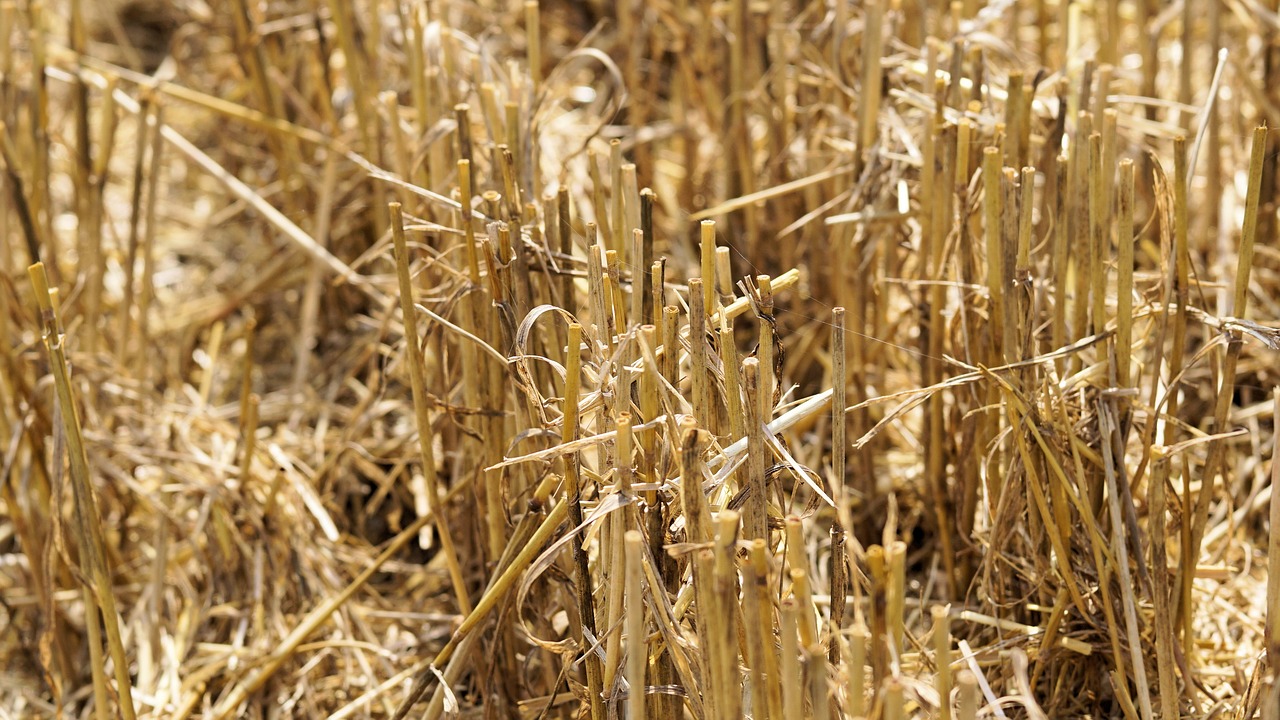 Image - harvest straw field agriculture