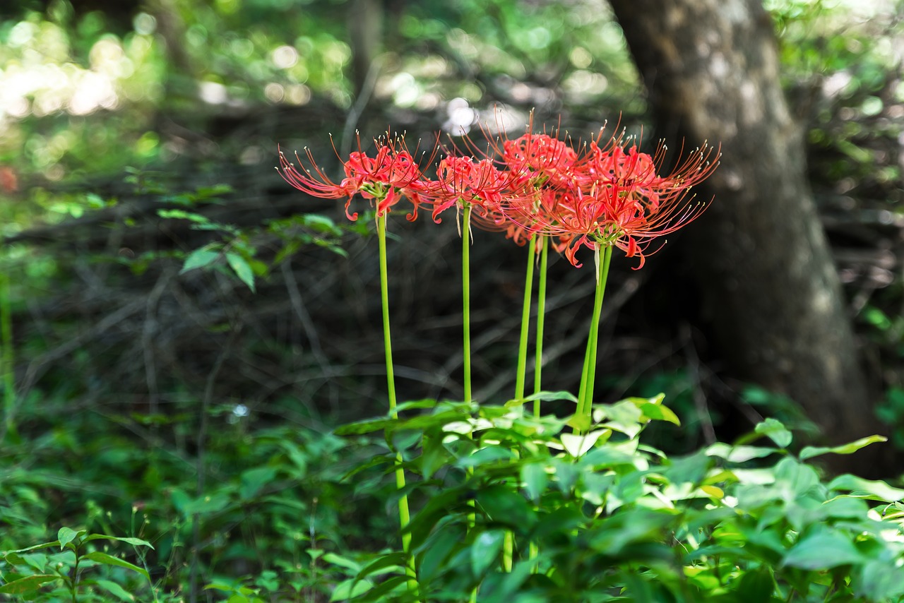 Image - red spider lily korea incheon