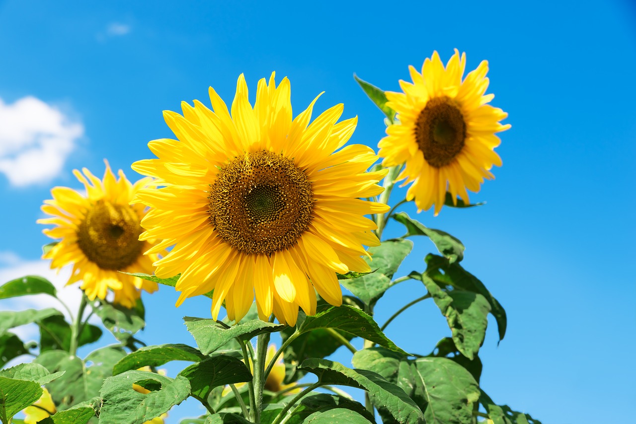 Image - sunflower sf festival september