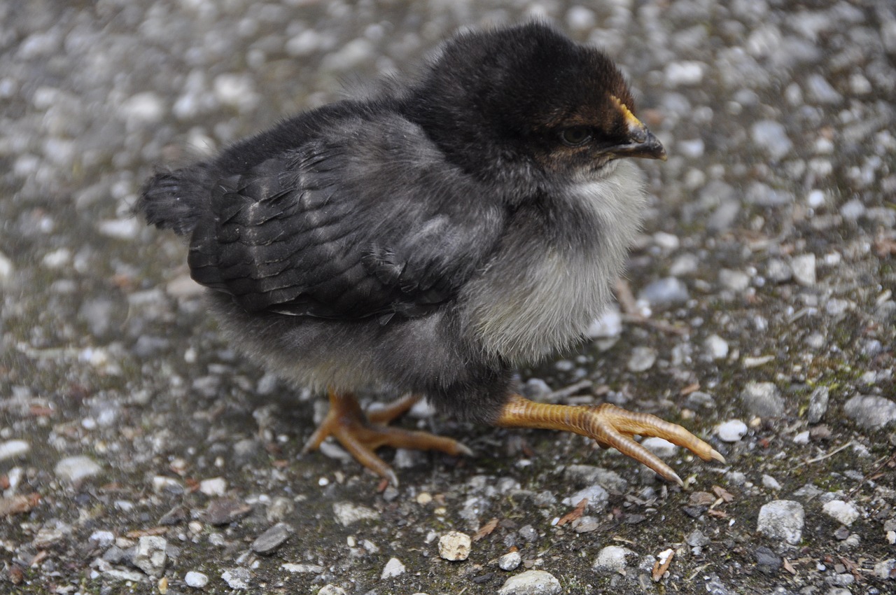 Image - chicken hen natural breed animal