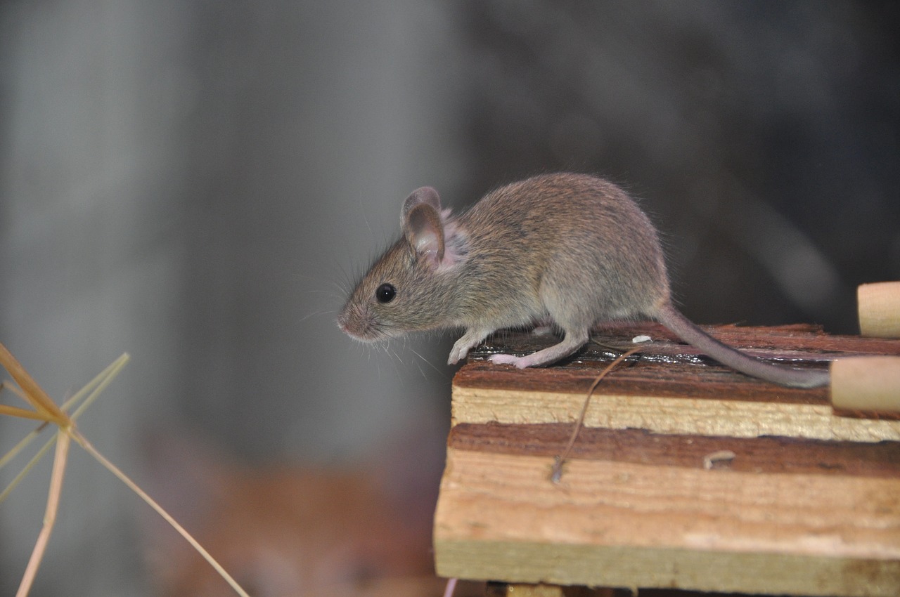 Image - mouse rodent animal gnaw