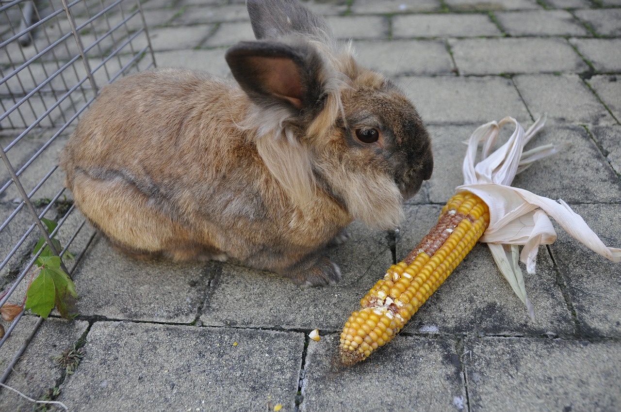 Image - rabbit corn vegetables animal eat