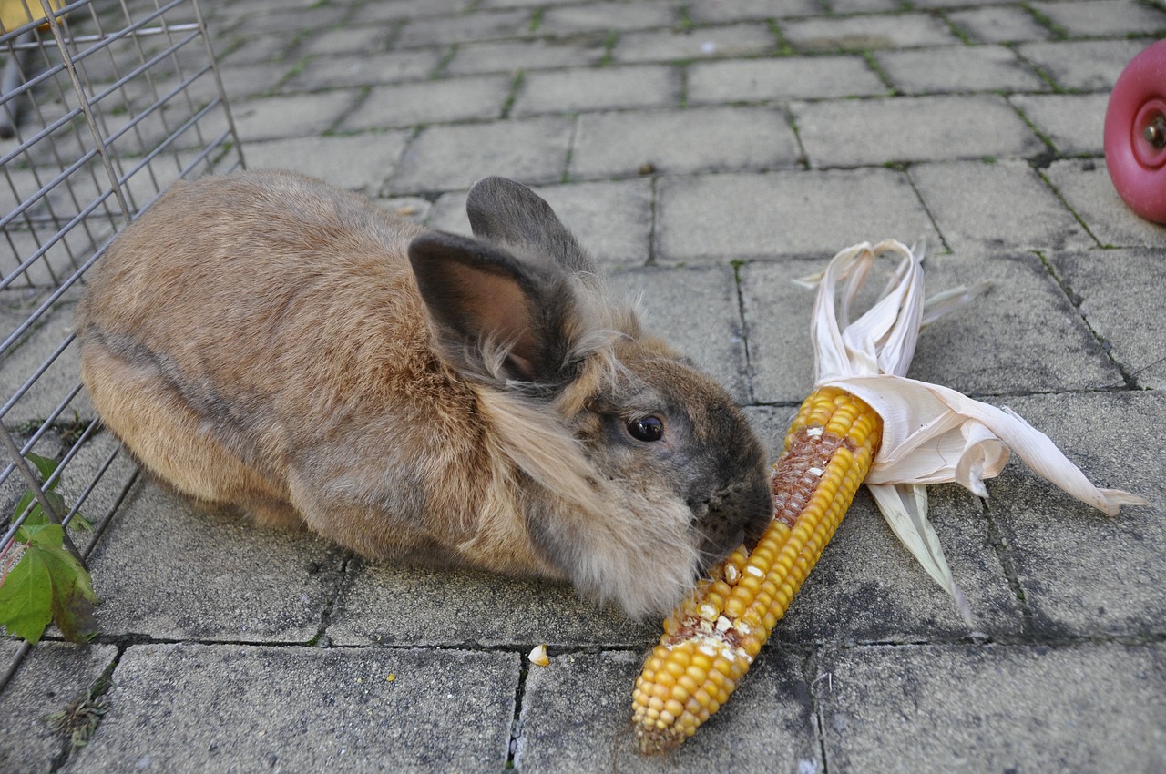 Image - rabbit corn vegetables animal eat