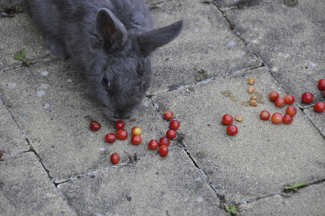 Image - i love you rabbit cherries