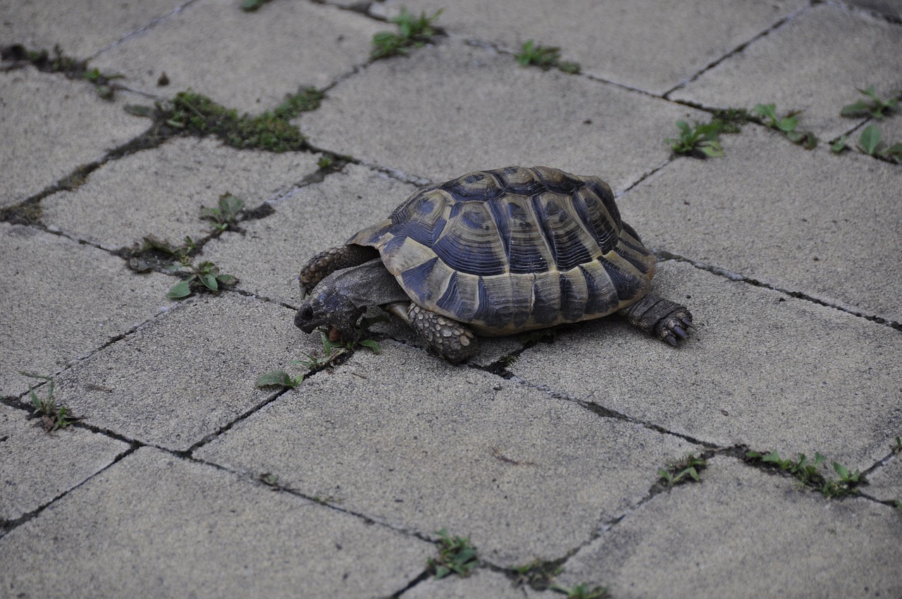 Image - greek tortoise turtle reptile