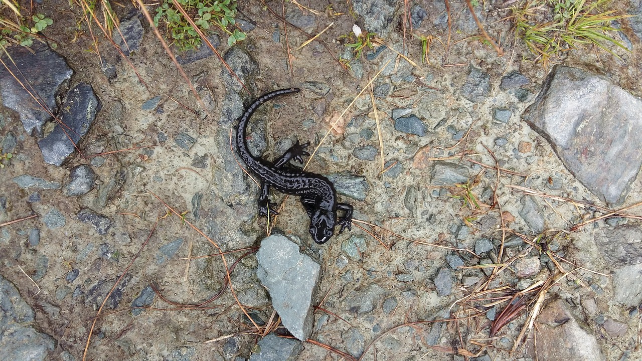 Image - newt nature alpine newt amphibian