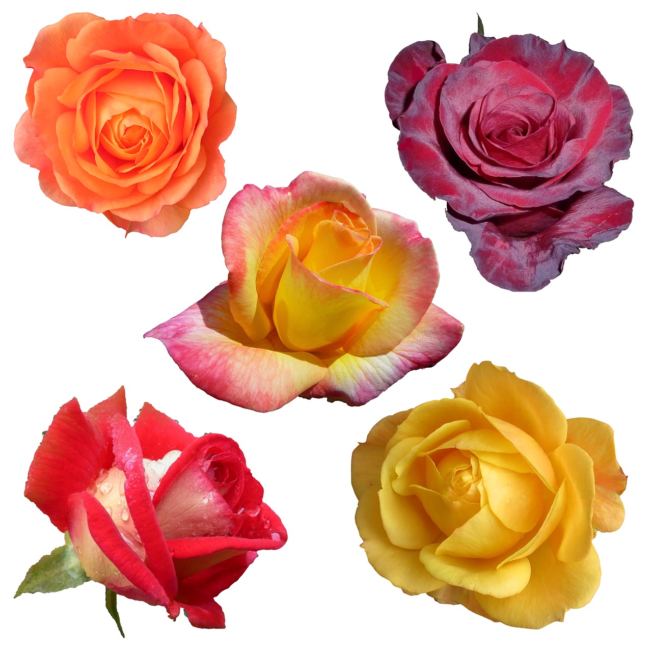 Image - roses collage collection isolated