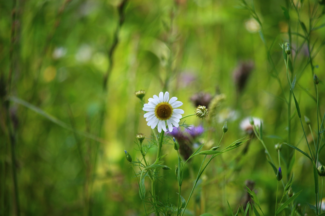 Image - daisy flower field nature white