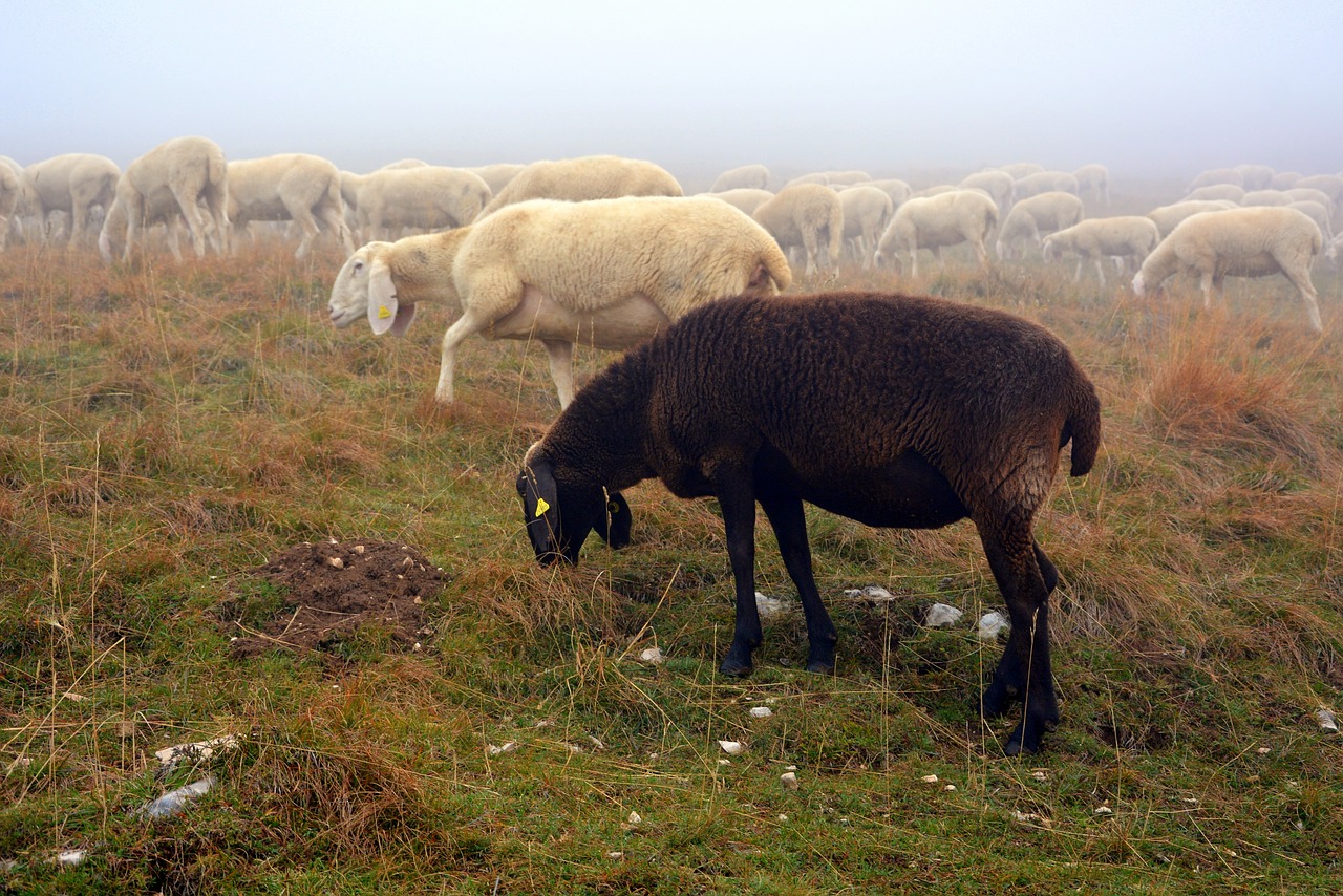 Image - sheep black flock black sheep