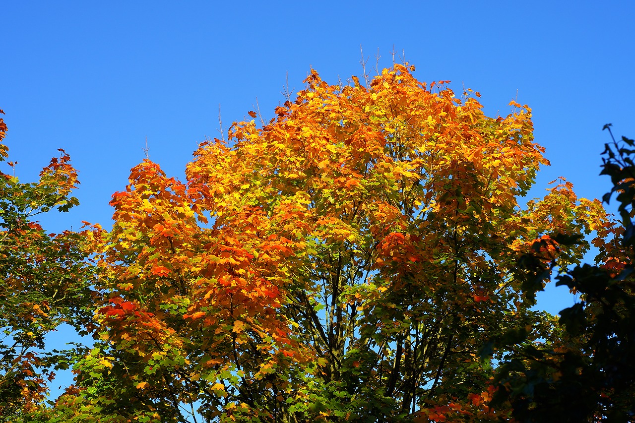 Image - tree leaves colorful autumn