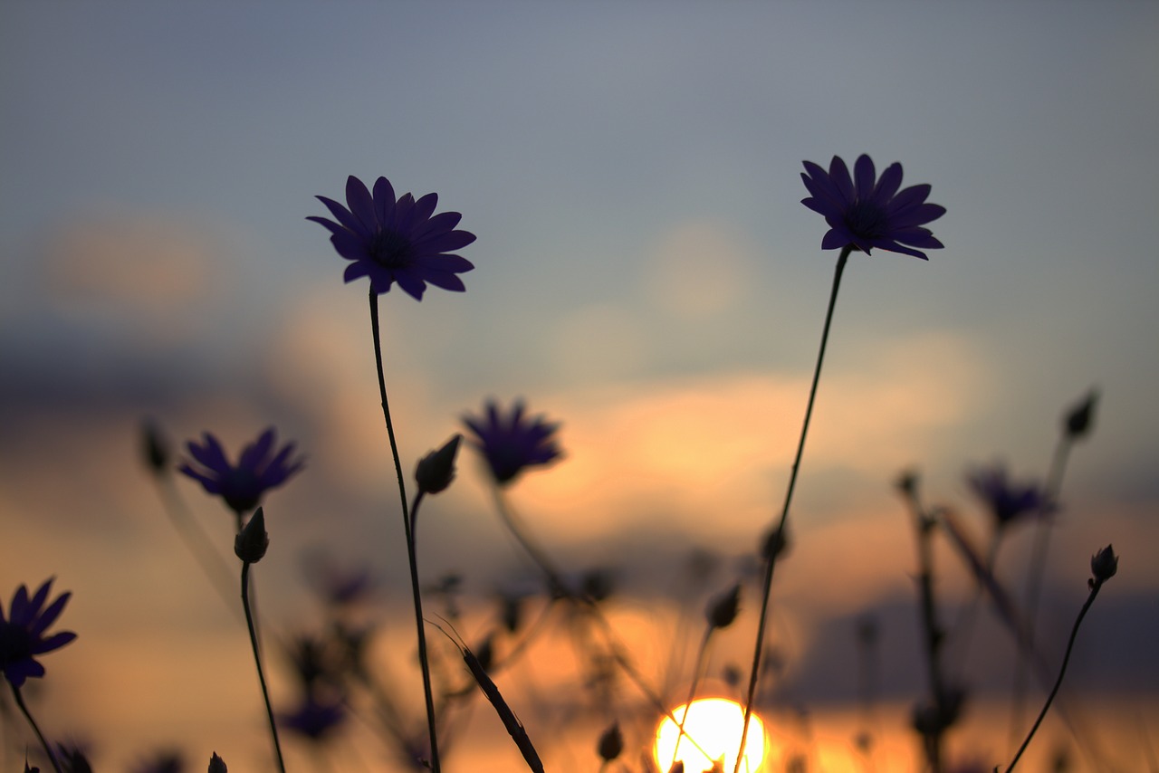 Image - flowers camp sunset in the evening