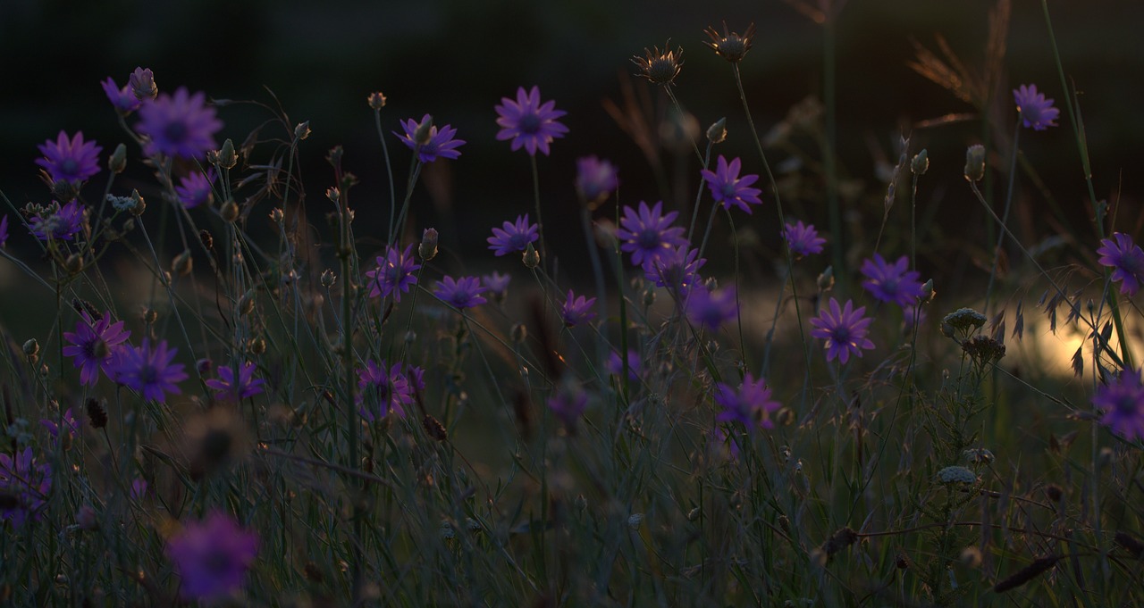 Image - flowers immortelle camp sunset