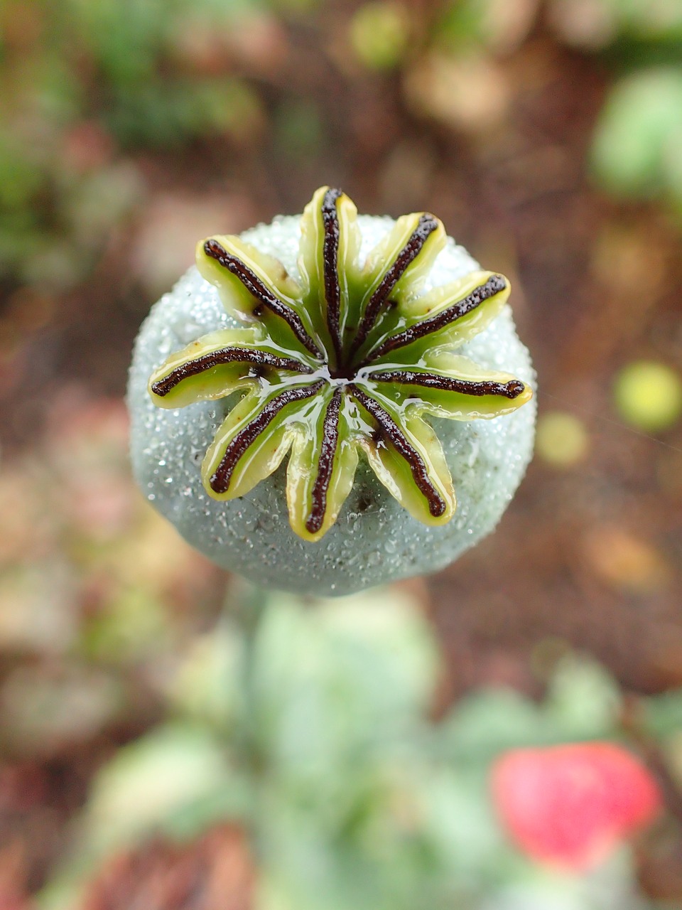 Image - the peony core autumn garden