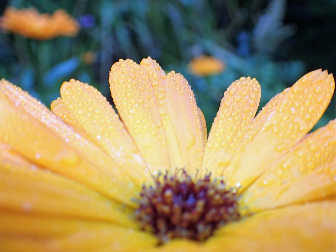 Image - flower yellow dew drops petals