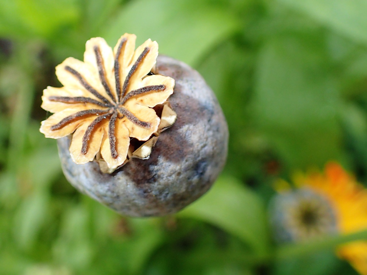 Image - the peony core autumn