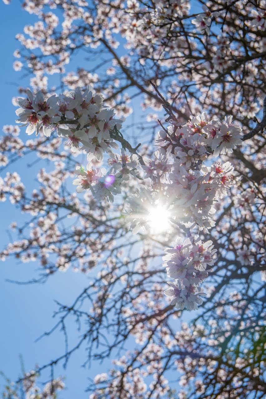 Image - hiking nature spain almond tree