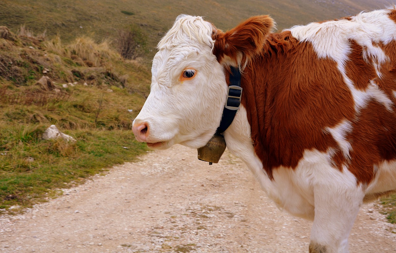 Image - cow bovino animal trail mountain