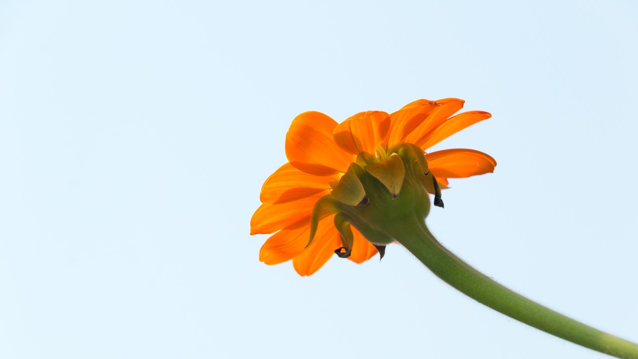 Image - tithonia mexican sunflower flower