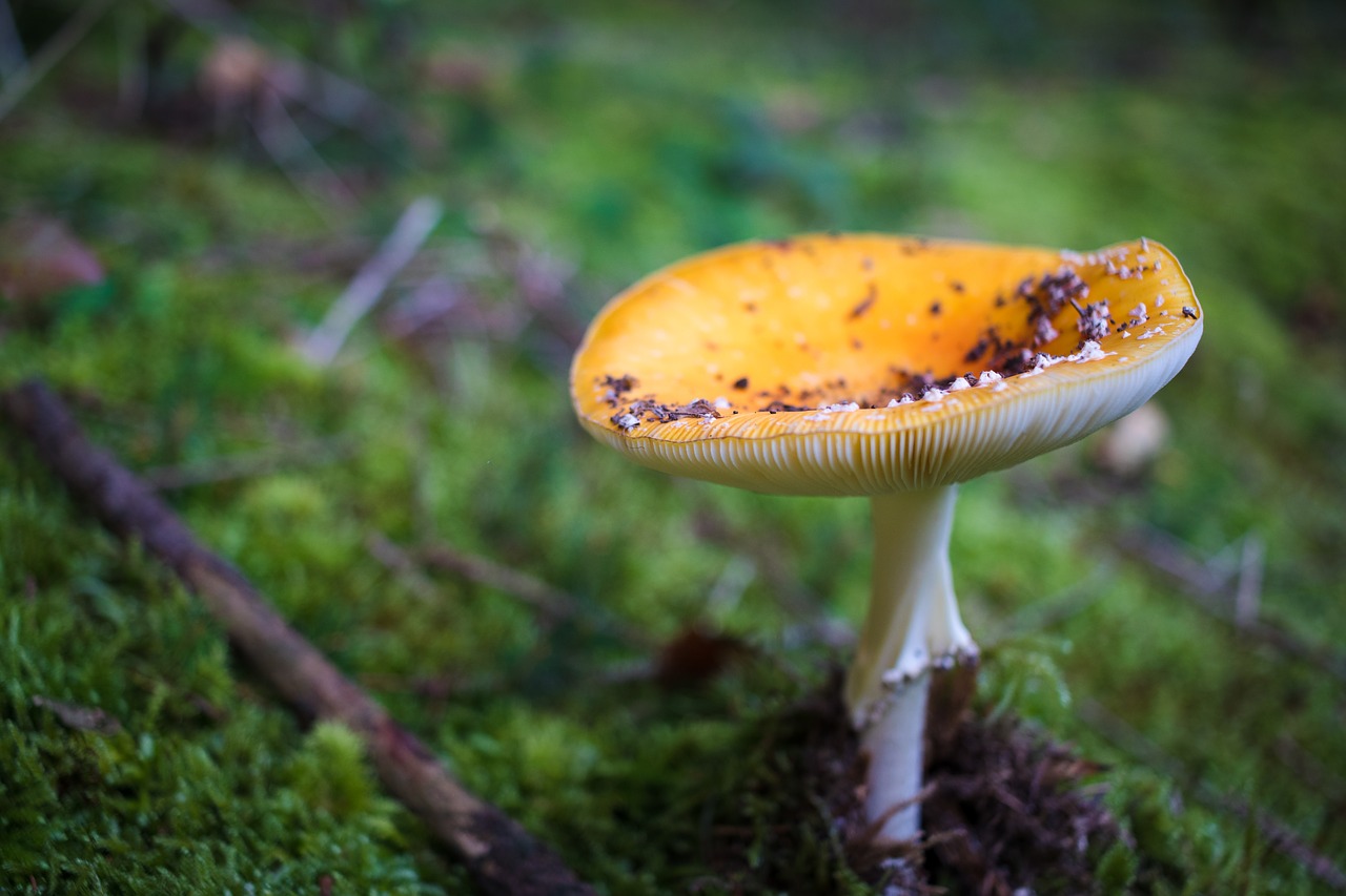 Image - forest mushroom nature autumn