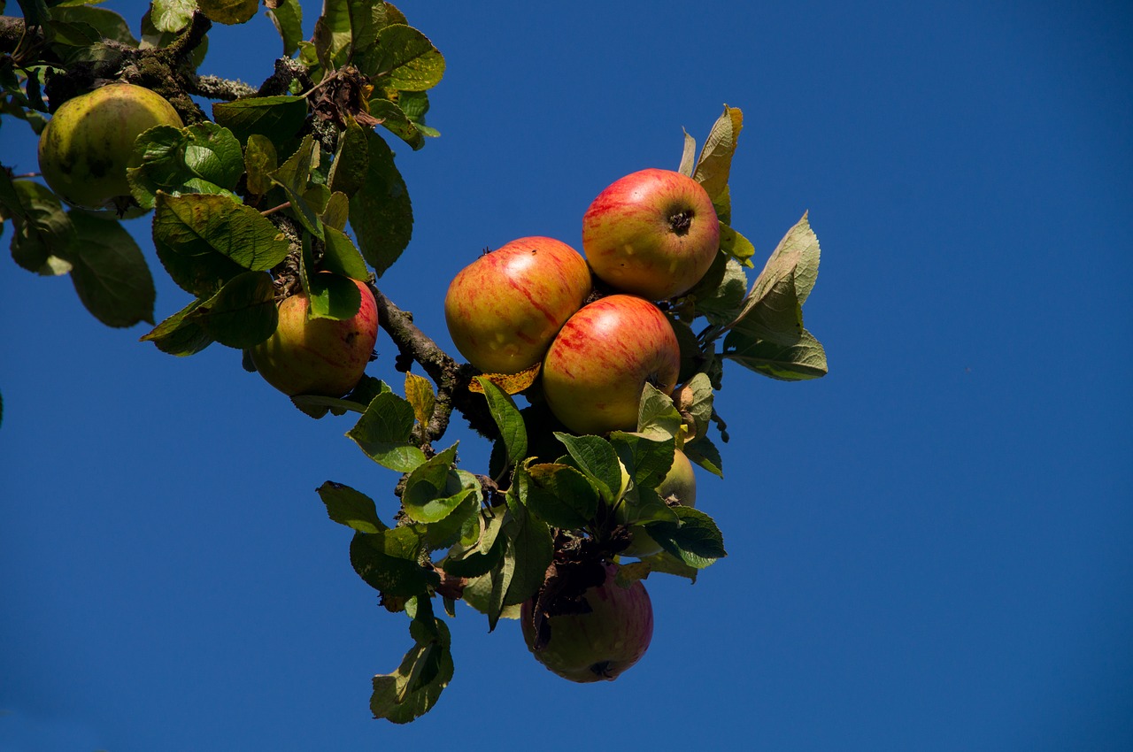 Image - apple red close eat fruit ripe